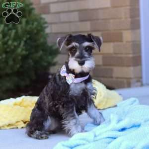 Kallie, Miniature Schnauzer Puppy